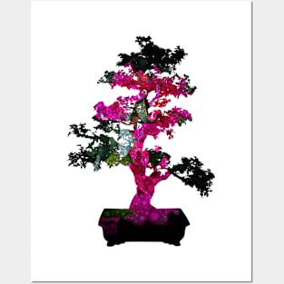 Bonsai In Fall Colors Posters and Art